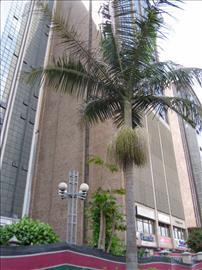 Nairobi 1